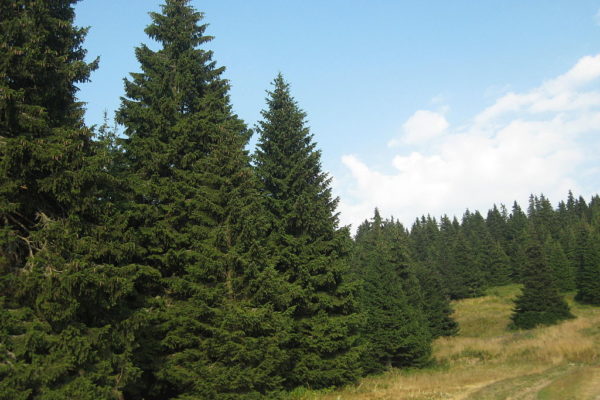 Kopaonik
